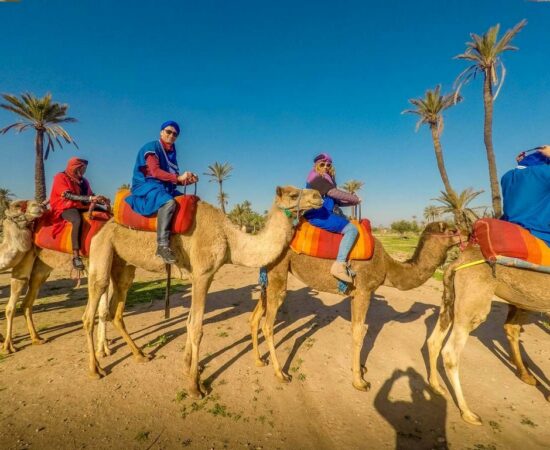 Balade à Dos de Chameau dans la Palmeraie de Marrakech
