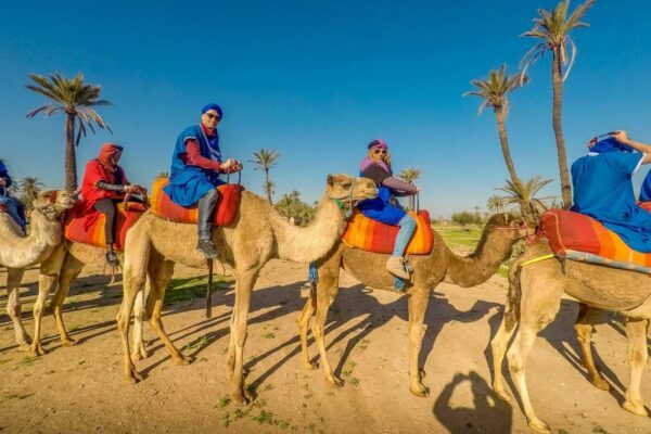 Balade à Dos de Chameau dans la Palmeraie de Marrakech